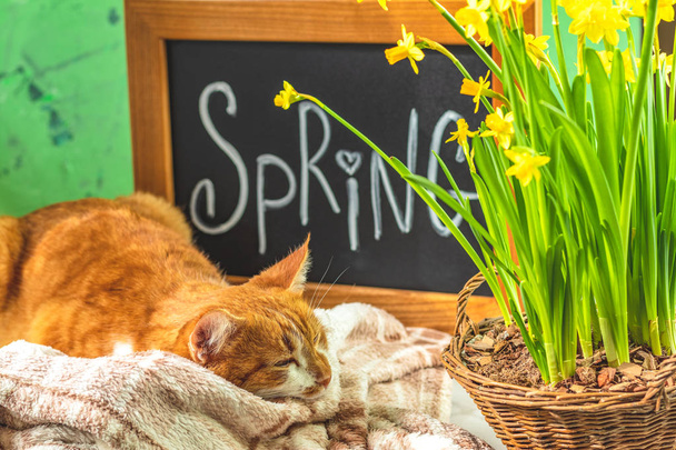 Spring cat coming concept background - Foto, imagen