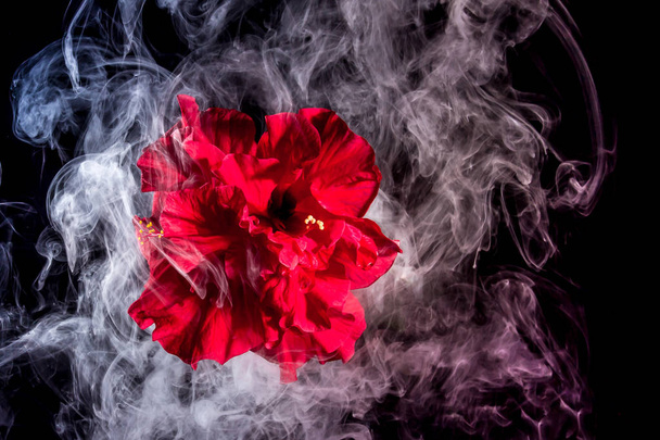 квітка червоної чайної троянди в хмарах різнокольорового диму на ізольованому
  - Фото, зображення