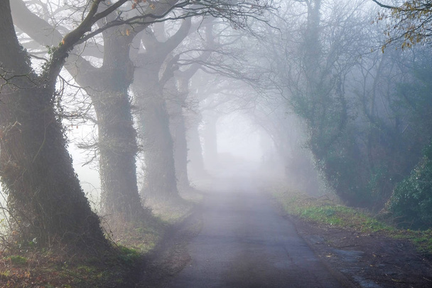 Дерево вишикувалися англійський провулок країни в тумані - Фото, зображення