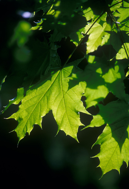 Maple leaves - Foto, afbeelding