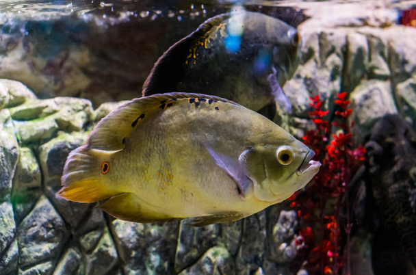 mutación de color cíclido oscar, mascota de acuario popular, peces tropicales de la cuenca amazónica de América del Sur - Foto, imagen
