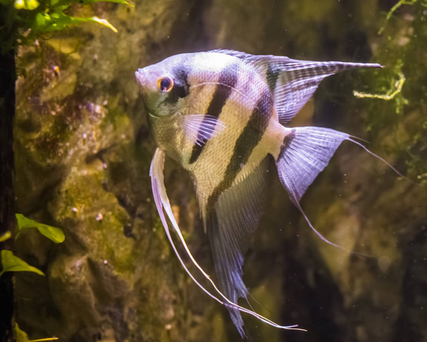 poissons-anges d'eau douce, poissons très populaires en aquaculture, poissons tropicaux du bassin amazonien - Photo, image