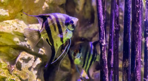 poissons-anges d'eau douce avec un autre poisson-anges en arrière-plan, animaux d'aquarium populaires, poissons tropicaux du bassin amazonien - Photo, image
