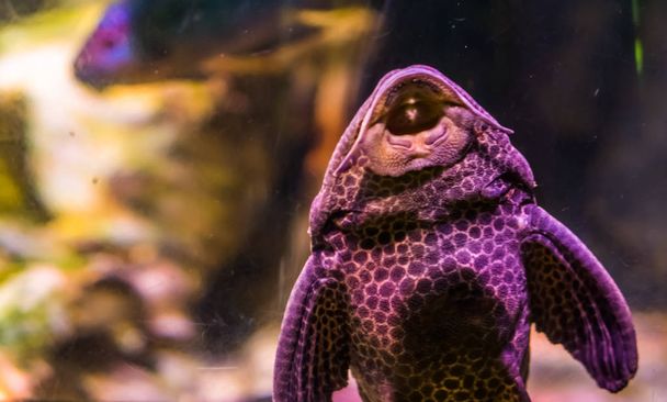 funny orinoco sail fin catfish, sucking with its mouth on the glass of the aquarium, popular tropical pet from the rivers of Mexico - Photo, Image