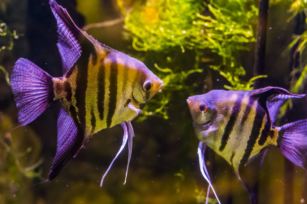 人気水族館のペット、アマゾン流域から熱帯魚、お互いを見て 2 つの淡水 angelfishes - 写真・画像