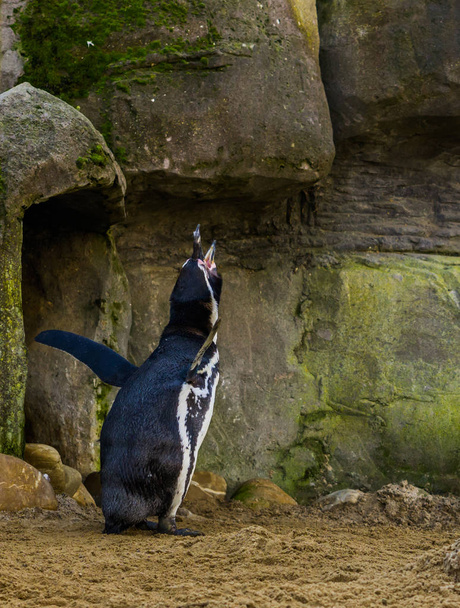 vicces humboldt pingvin sikoltozó és így egy kemény hang, vízimadár a Csendes-óceán partján, fenyegetett állatfaj - Fotó, kép