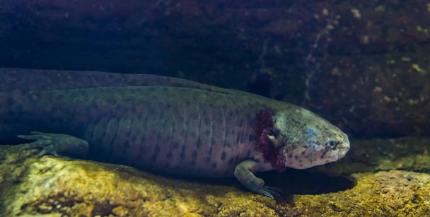 raro axolotl di colore scuro, specie a rischio critico, unico anfibio acquatico dei laghi del Messico, minacciato dall'inquinamento idrico
 - Foto, immagini