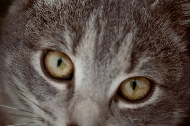 Feline face - close up view - Photo, Image