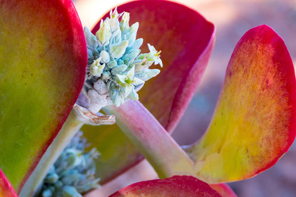 Kleurrijke flapjack succulente in bloem - Foto, afbeelding