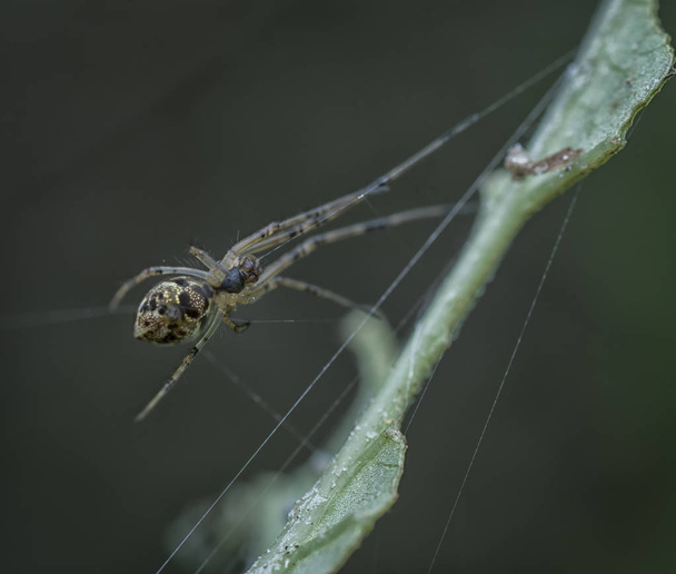 μεγάλη αράχνη στο φυτό - Φωτογραφία, εικόνα