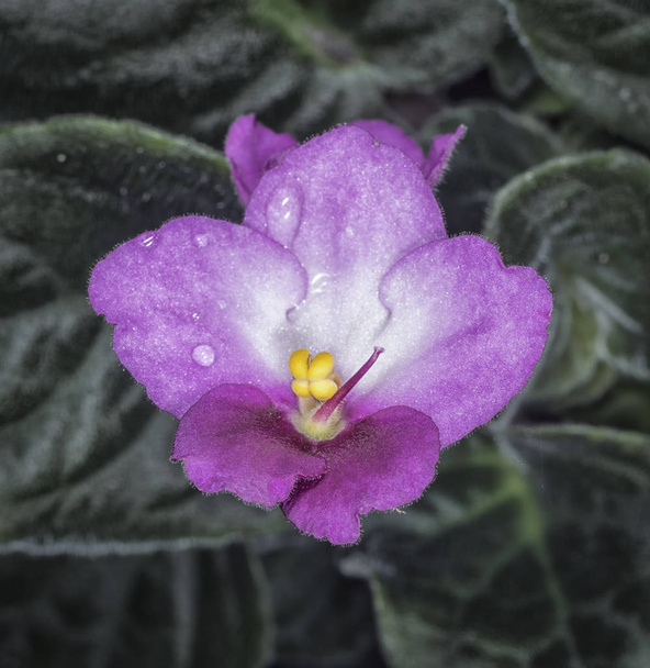 Flor violeta africana planta
 - Foto, imagen