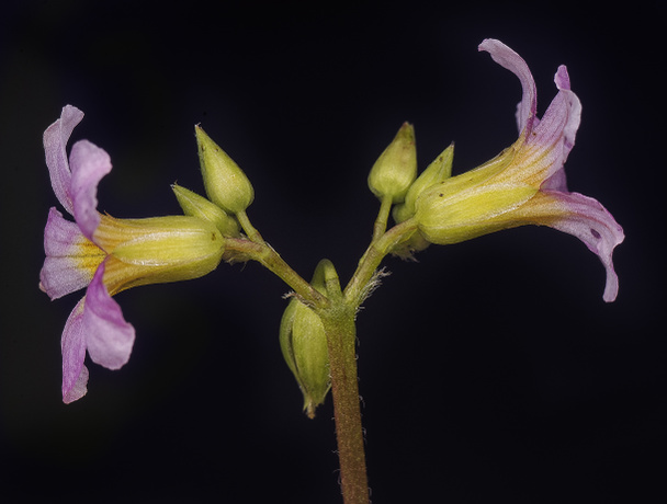 紫のオキサリスオレガナ雑草 - 写真・画像