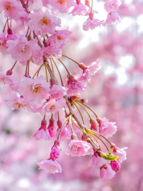 Γκρο πλαν, στα Ιαπωνικά sakura ροζ κεράσι άνθη λουλούδια στην άνθιση. - Φωτογραφία, εικόνα