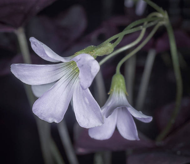 Fehér oxalisdaceae virágos növény - Fotó, kép