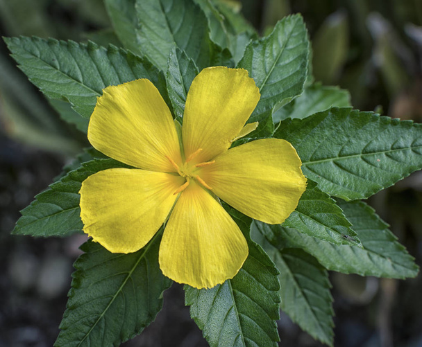 Turnera diffuse flower plant - Photo, Image