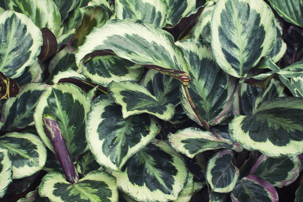 Calathea Bicajous roślina liściastych - Zdjęcie, obraz