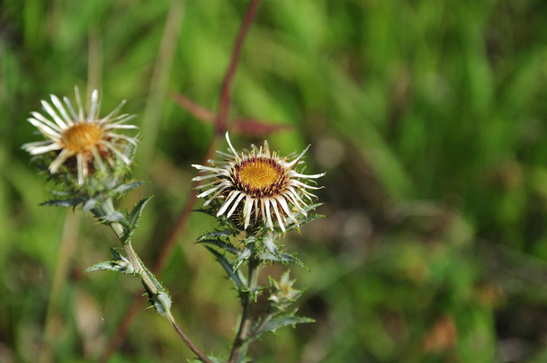 silvery flowers of a carline thistle - Photo, Image