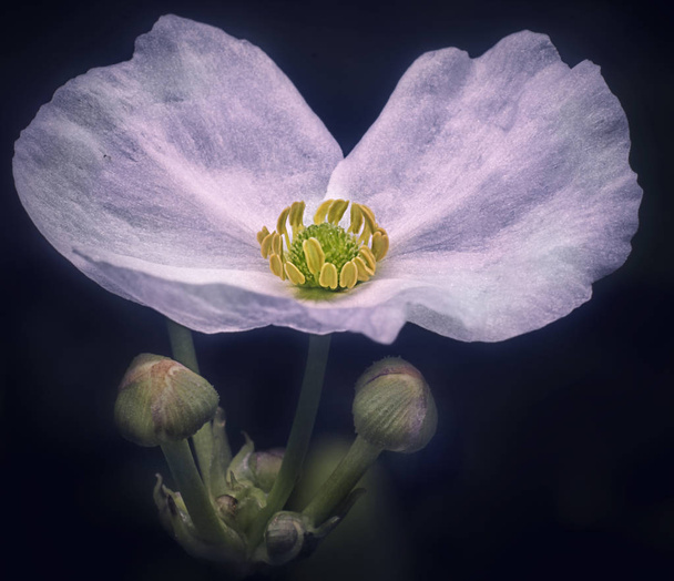 close up shot of white anemone flower - Foto, Bild