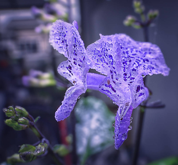 close up shot of purple ajuga flower - Photo, Image