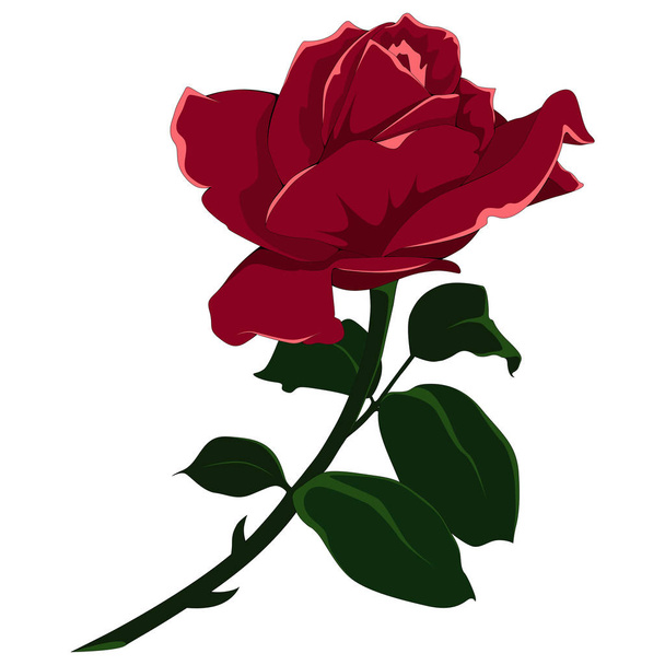 Vector afbeelding van een roos. Kleurenafbeelding op witte achtergrond. - Vector, afbeelding