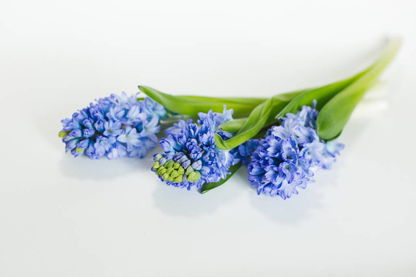 緑色の葉を持つハイアシンブルーの花は白い背景に孤立しています。青いヒヤシンスの花構成。白い背景に春の花。イースターのコンセプト。フラットレイアウト、トップビュー.  - 写真・画像