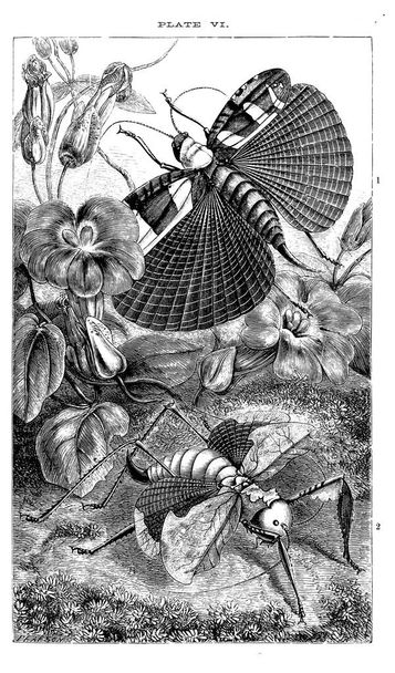 Illustration d'insectes. Image rétro et ancienne
 - Photo, image