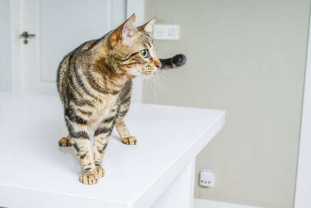 Kısa saç sevimli kedi evde meraklı ve snooping seyir - Fotoğraf, Görsel