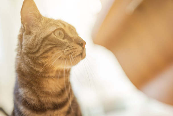 Mignon chat cheveux courts regardant curieux et fouinant à la maison
 - Photo, image