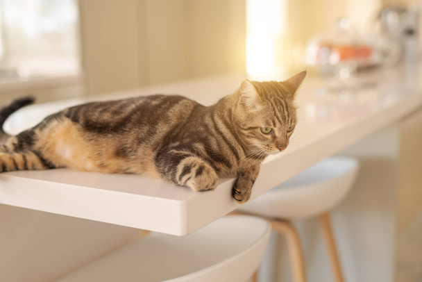 Piękne włosy krótkie kot leżący na białym stole w domu - Zdjęcie, obraz