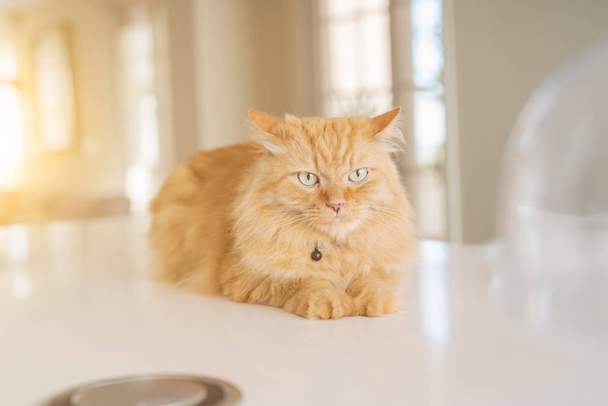 Piękne długie włosy imbir kot leżący na stole w kuchni w słoneczny dzień w domu - Zdjęcie, obraz