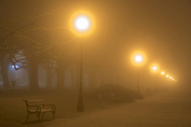 Avenue of plane trees on a cold, misty night - Foto, imagen