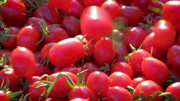 Повільний закінчився падінням червоні помідори Черрі один одного під час сонячний день - Кадри, відео