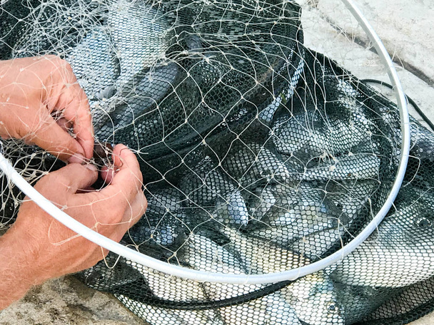 Δίχτυα αλιείας με φρέσκα ψάρια dorado. - Φωτογραφία, εικόνα
