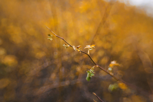 Plants in nature. Yellow leaves on branches. Trees of handicraft type. Nature walk. Mountain vegetation. Sprigs of rose hips. - Fotografie, Obrázek