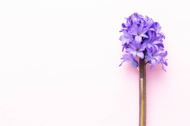 Flowers composition with hyacinths. Spring flowers on color back - Фото, изображение