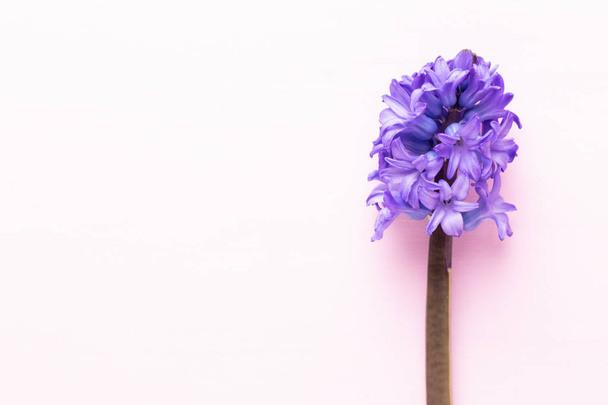 Flowers composition with hyacinths. Spring flowers on color back - 写真・画像