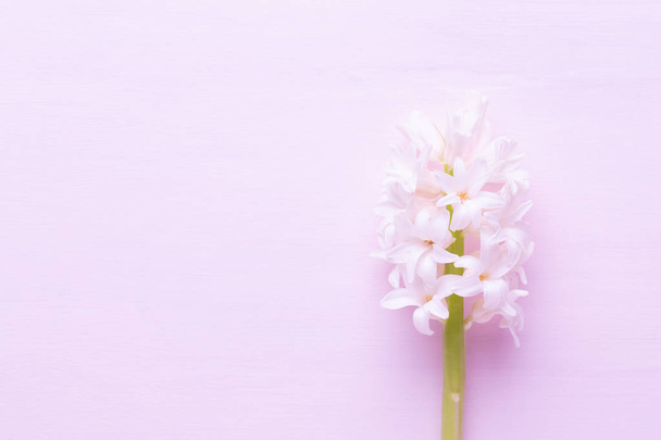 Flowers composition with hyacinths. Spring flowers on color back - Fotografie, Obrázek