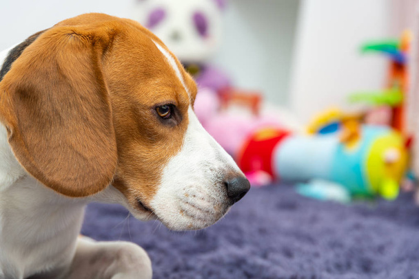 Cão beagle cansado em um tapete no quarto da criança, brinquedos no fundo
 - Foto, Imagem