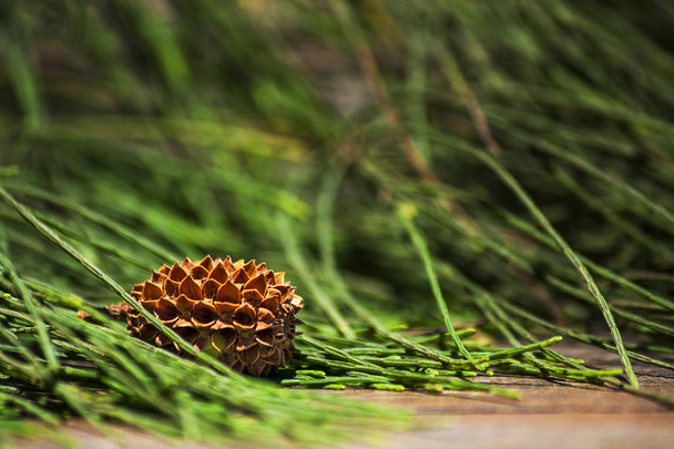 Pine cones and pine leaves on wooden floors, copy space, background. - Photo, Image