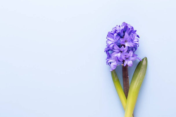 Flowers composition with hyacinths. Spring flowers on color back - Фото, изображение