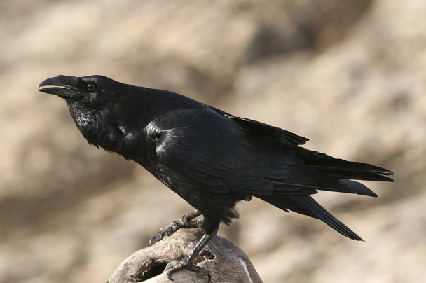 Raven - Corvus corax,   portrait and social behavior - Photo, Image