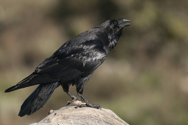 Rabe - Corvus corax, Portrait von Körper und Gefieder - Foto, Bild