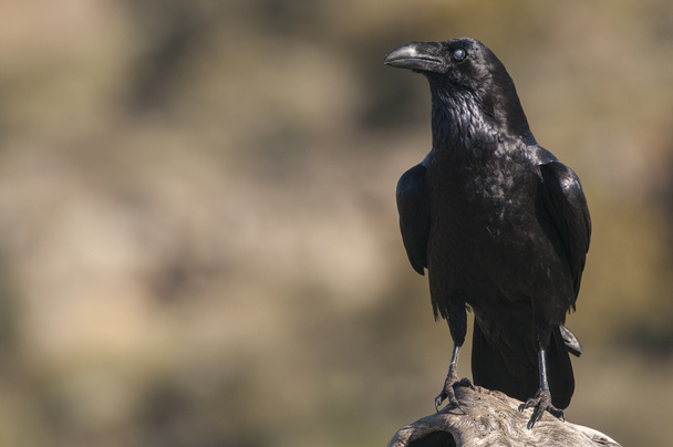 Holló - Corvus corax, test- és tollportré - Fotó, kép