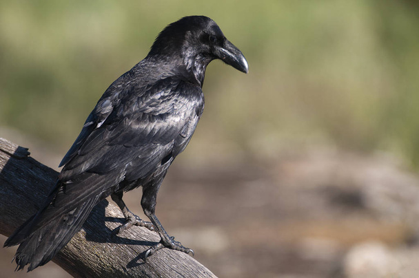 Corbeau - Corvus corax, Portrait du corps et du plumage - Photo, image