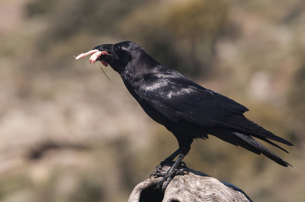 Cuervo - Corvus corax, Retrato de cuerpo y plumaje - Foto, imagen