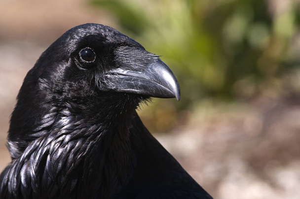 Kruk - Corvus corax, Portret oczu, głowa i dziób - Zdjęcie, obraz