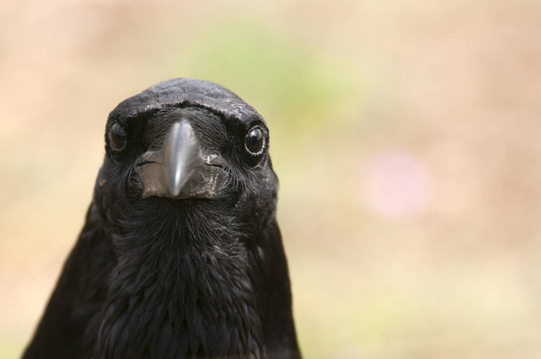 Holló - Corvus corax, Szem-, fej- és csőr portré - Fotó, kép