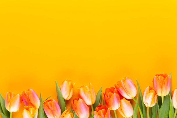 Yellow pastels color tulips on yellow background. - Foto, Imagem