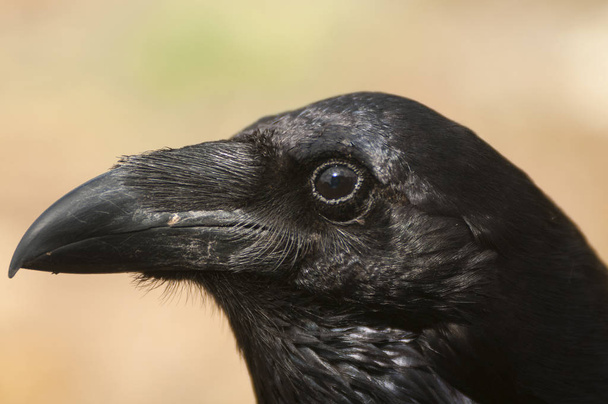 Cuervo - Corvus corax, Retrato de ojos, cabeza y pico - Foto, imagen