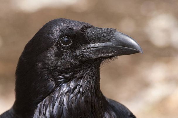 Kuzgun - Corvus Corax, Göz, kafa ve gaga portresi - Fotoğraf, Görsel